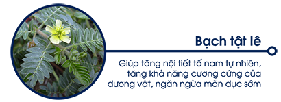 bạch tật lê