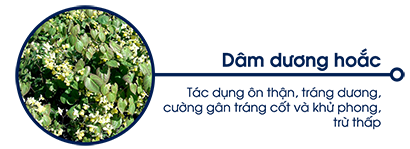 dâm dương hoắc
