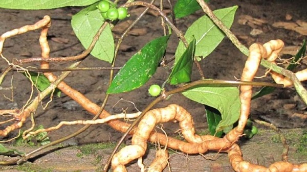 Cây ba kích chữa liệt dương ở nam giới