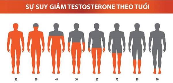 Sự suy giảm testosterone theo độ tuổi